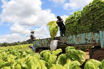Zimbabwe: Sụt giảm đáng kể số lượng nông dân trồng thuốc lá