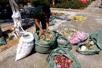 Hàng chục ngàn gói thuốc lá có chữ Trung Quốc dạt vào bờ biển Ninh Thuận