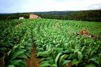 Thu hoạch thuốc lá tại miền Nam Brazil: Sản lượng sụt giảm, giá bán tăng cao
